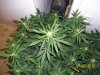 day41f.JPG