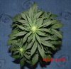 blue-cush-002.jpg