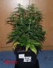 blue-cheese-001.jpg