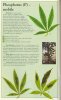 phosphorus-info-marijuana (1).jpg