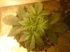 Mossys seeds 008.jpg