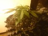 Mossys seeds 009.jpg