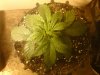 Mossys seeds 010.jpg