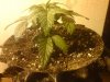 Mossys seeds 011.jpg