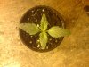 Mossys seeds 004.jpg