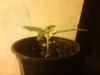 Mossys seeds 005.jpg