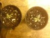 Mossys seeds 006.jpg