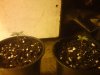 Mossys seeds 007.jpg