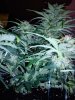 fast bud 2.jpg