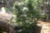 5-15Barneys F. Pineapple Express.1.jpg 5-15Barneys F. Pineapple Express.1.jpg
