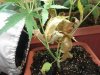IMG_20120516_171924.jpg
