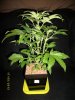 Cobra-I_17_May_2012_Pic1.JPG