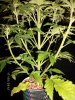 Cobra-II_17_May_2012_Pic3.JPG