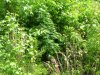 100_4932.jpg 100_4932.jpg