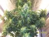 day50f.JPG
