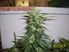 day51f.JPG