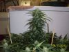 day51g.JPG