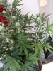 Deficiency (2).jpg