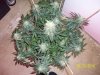 day54f.JPG