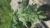 20160621_110117.jpg