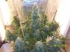 harvest1a.JPG