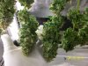 harvest1e.JPG