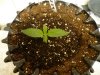 #5 Growing More.jpg