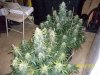 day62f.JPG