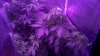 WP_20160702_12_16_54_Rich.jpg
