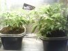 flowering chamber 2.jpg