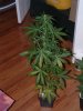 AfgKush6-26.jpg