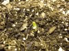 FFOF SEEDLING 7-3-11.JPG