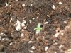 fastbud5.JPG