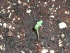 fastbud1-2.JPG