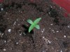 fastbud5_7-7.JPG
