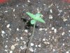 fastbud4_7-7.JPG
