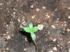 fastbud3_7-7.JPG