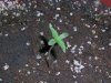 fastbud2_7-7.JPG