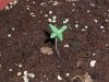 fastbud1_7-7.JPG