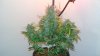 DSC03635.jpg