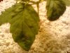 IMG_20110710_200549.jpg