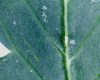 thrips.jpg