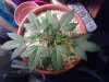 plant 2 top.jpg plant 2 top.jpg
