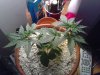 plant 1 top.jpg plant 1 top.jpg