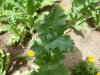 DSCN1083.jpg