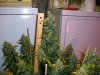 harvest2c.JPG
