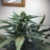 Day 51- top.JPG