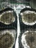 20160727_091840.jpg