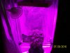 new light3.JPG