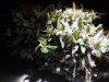 DSCF0574.JPG
